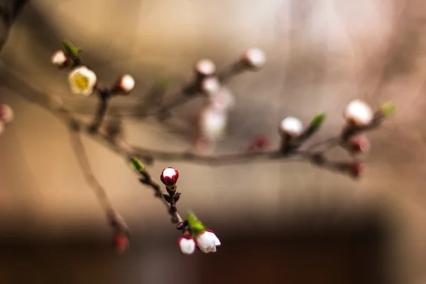 Kirschblüten mit Bokeh — Stockfoto