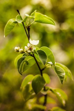 Şube armut içinde çiçek ve yaprakları
