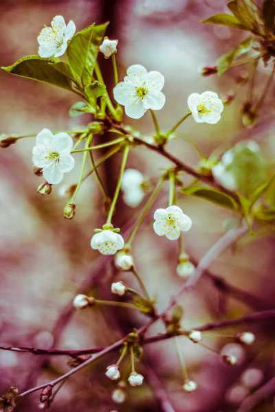 Zweig der Kirschblüten — Stockfoto