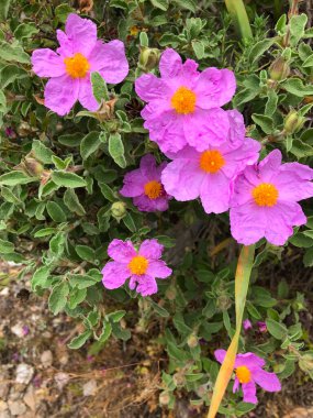Doğal Akdeniz manzarasında açan pembe kayalık güller. Parlak sarı merkezleri ve yeşil yaprakları olan vahşi bitki örtüsü, yakın plan çiçekleri, ilkbahar ve yaz doğa kavramı.