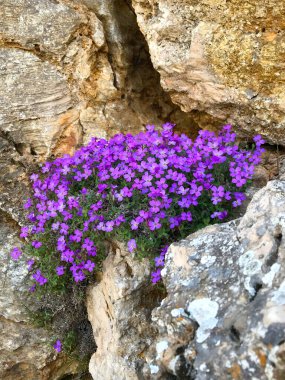Küçük mor kır çiçekleri doğal bir kaya duvarının dibindeki kayalık taşların arasında çiçek açıyor. Narin çiçekler sert desenli kayalara karşı canlı bir zıtlık yaratır, esnekliği ve büyümeyi sembolize eder.