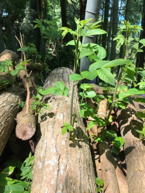 Genç yeşil bitkiler ve ormandaki istiflenmiş ağaç gövdelerinden çıkan taze filizler doğal yenilenmeyi ve direnci simgeliyor. Güneş ışığı, ölü ağaçtan çıkan yeni yaprakları vurguluyor. Orman yenilenmesini, sürdürülebilirliği gösteriyor.