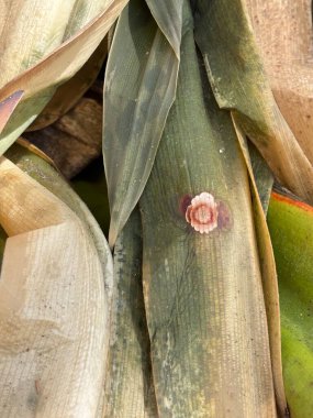 Doğal doku ve organik desenleri gösteren katmanlı agave ya da sulu yaprakların yakın çekimi. Yeşil ve bej yapraklar görünür bitki hasarı ve dairesel yaprak izi, botanik detayları ve çevresel stresi vurguluyor..