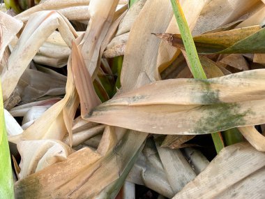 Doğal doku ve organik desenleri gösteren katmanlı agave ya da sulu yaprakların yakın çekimi. Yeşil ve bej yapraklar görünür bitki hasarı ve dairesel yaprak izi, botanik detayları ve çevresel stresi vurguluyor..