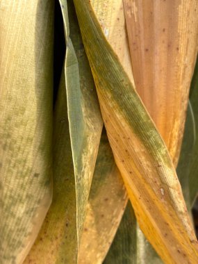 Doğal doku ve organik desenleri gösteren katmanlı agave ya da sulu yaprakların yakın çekimi. Yeşil ve bej yapraklar görünür bitki hasarı ve dairesel yaprak izi, botanik detayları ve çevresel stresi vurguluyor..