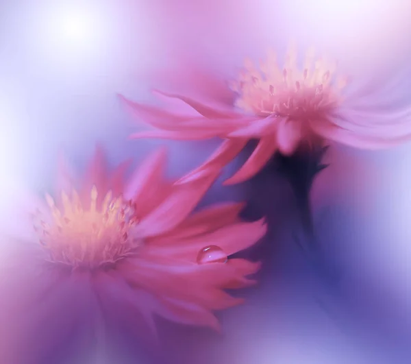 Beautiful macro shot of magic flowers.Border art design. Magic light.Extreme close up macro photography.Conceptual abstract image.Violet and Pink Background.Fantasy Art.Creative Wallpaper.Beautiful Nature Background.Amazing Spring Flowers.Water drop.