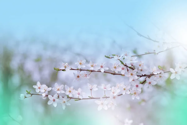 Vacker Natur Bakgrund Blommig Art Design Abstrakt Makrofotografier Färgglada Blommor — Stockfoto