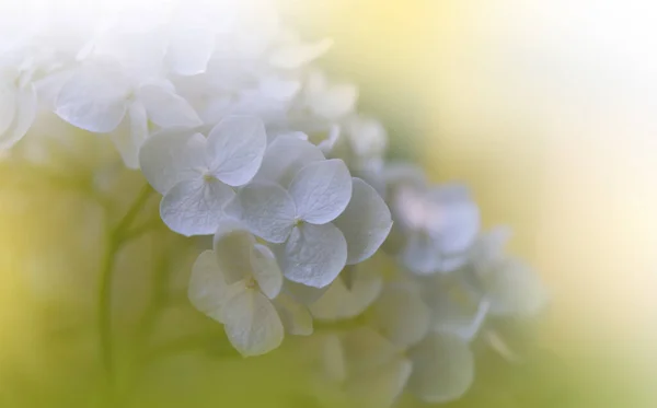 Vacker Natur Bakgrund Blommig Art Design Abstrakt Makrofotografier Färgglada Blommor — Stockfoto