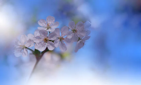 Gyönyörű Természet Háttere Floral Art Design Absztrakt Makro Fénykép Színes — Stock Fotó