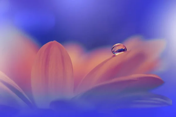 Sihirli Çiçeklerin Güzel Makro Görüntüsü Sınır Çizimi Sihirli Işık Makro — Stok fotoğraf
