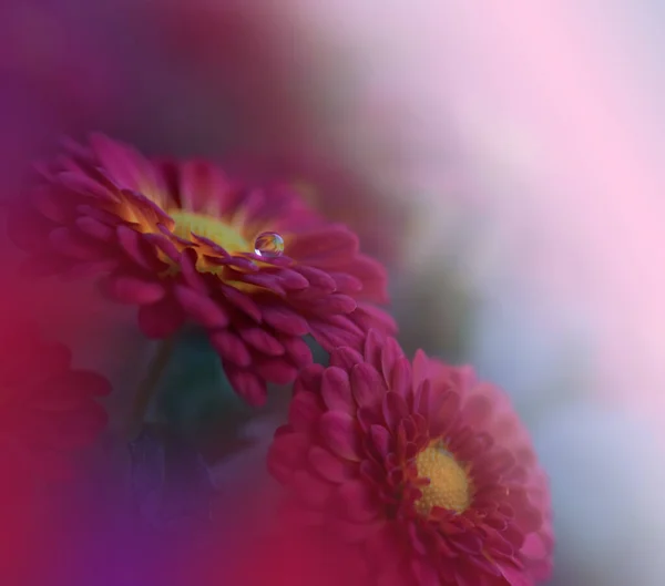 Gyönyörű Természet Háttere Floral Art Design Absztrakt Macro Photography Chrysanthemum — Stock Fotó