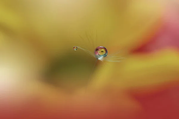 Beautiful Nature Background Floral Art Design Abstract Macro Photography Pastel — 스톡 사진