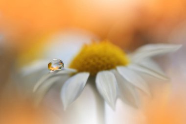 Sihirli çiçeklerin güzel makro görüntüsü. Sınır çizimi. Sihirli ışık. Makro fotografı kapat. Kavramsal soyut resim. Turuncu ve Beyaz Arkaplan. Fantezi Sanatı. Yaratıcı Duvar Kağıdı.
