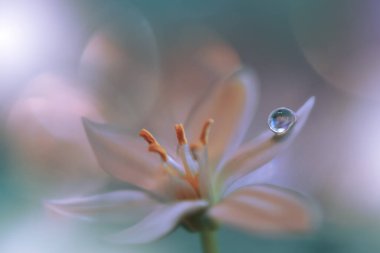 Sihirli çiçeklerin güzel makro görüntüsü. Sınır çizimi. Sihirli ışık. Aşırı yakın çekim makro fotoğraf. Kavramsal soyut resim. Beyaz ve Yeşil Arkaplan. Fantazi Sanat. Yaratıcı Duvar Kağıdı..