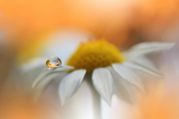 Schöne Makroaufnahme Magischer Blumen Grenzkunst Design Magisches Licht Extreme Nahaufnahme — Stockfoto