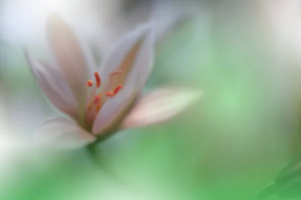 Vackra Makro Skott Magiska Blommor Gränskonst Design Magiskt Ljus Extrem — Stockfoto
