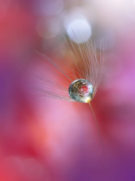 美しい自然背景花のアートデザインアブストラクトマクロ写真パステルの花タンポポの花ピンク背景創造的な芸術的な壁紙結婚式の招待状お祝い 愛アップビューを閉じます 水が落ちる — ストック写真