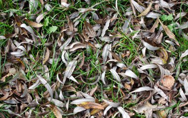 Kuru düşen yapraklar