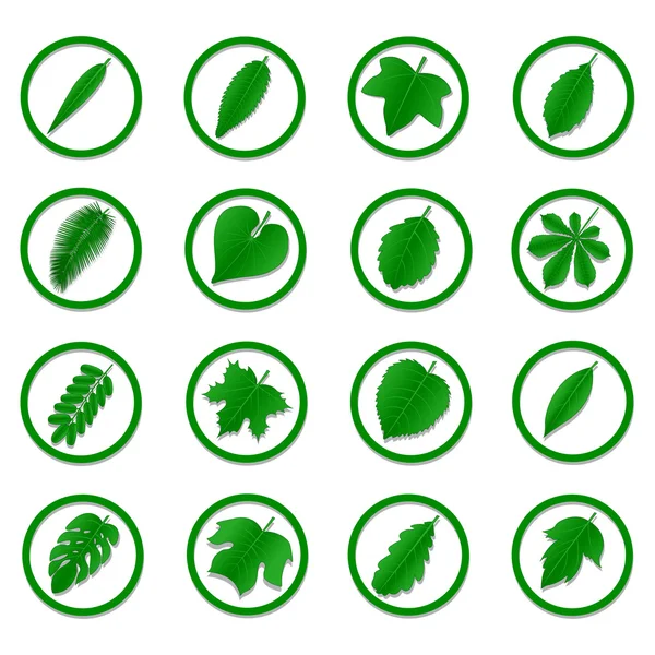 A variety of green leaves — Stock Vector