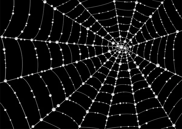 Web in druppels dauw — Stockvector