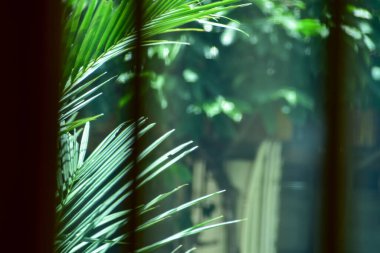 Bahçe sahnesinin olduğu pencereden dışarıdaki ağaç sahnesine bakıyorum. Doğa konsepti.