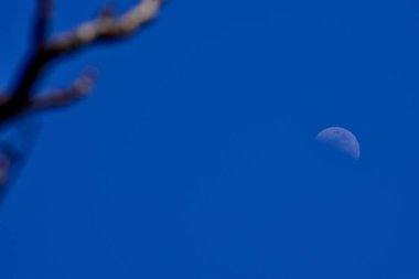 Çıplak ağaç dalları ve mavi gökyüzü arkaplanı olan yarım aya bakıyorum. Doğa konsepti.
