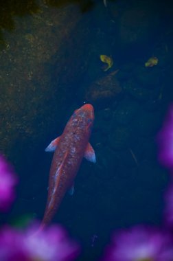 Koi balığının ya da sazan balığının ön planda çiçekle birlikte havuzda yüzdüğü yakın plan. Bahçenin havuzunda yüzen renkli Koi balığı. Zen Bahçesi. Hayvan ya da hayvan konsepti.