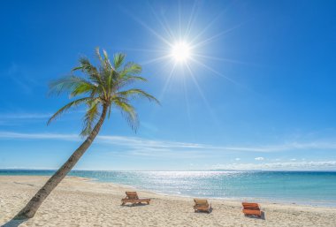  3 şezlonglar ve palm Beach.