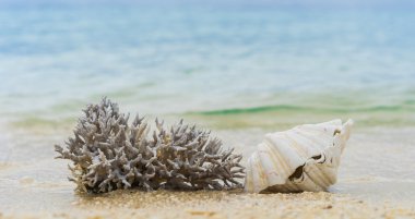 Kumsalda deniz kabukları.  