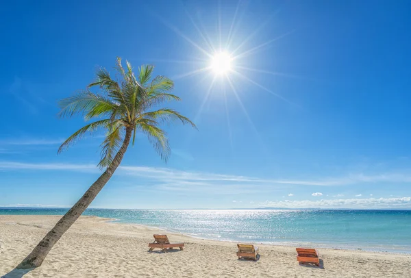 3 Liegestühle und Palmen am Strand. — Stockfoto