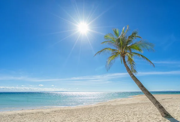 Beautiful   beach  with palm — Stock Photo, Image