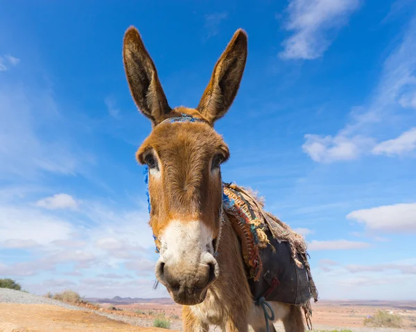 Burro, animal de fazenda — Fotografia de Stock