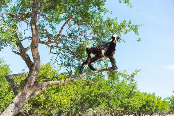 Keçi argan ağacı üzerinde