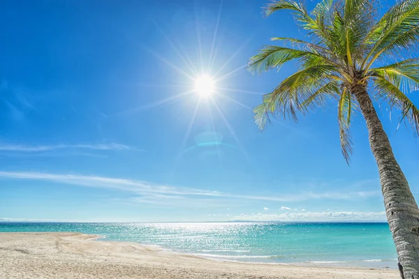 Beach, sun and palm — Stock Photo, Image