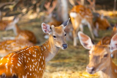 Whitetail Geyik geyik yavrusu