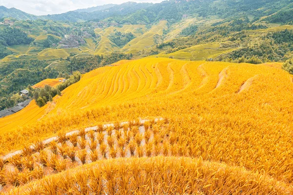 Terrazas de arroz en Longji — Foto de Stock