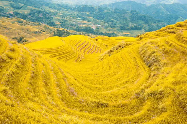 Rýžové terasy Longji — Stock fotografie