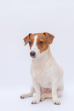 Köpek Jack Russell Terrier