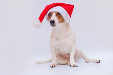 Köpek Jack Russell Terrier