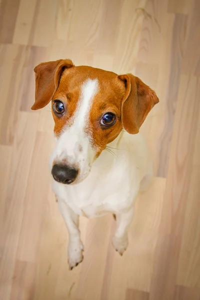 Cane jack russell terrier — Foto Stock