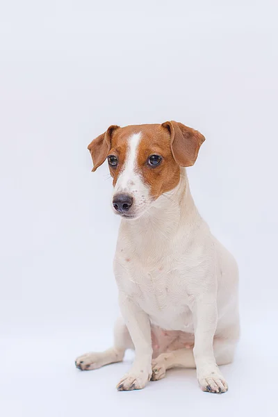 Cane jack russell terrier — Foto Stock