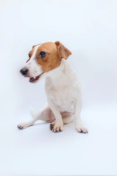 Cane jack russell terrier — Foto Stock