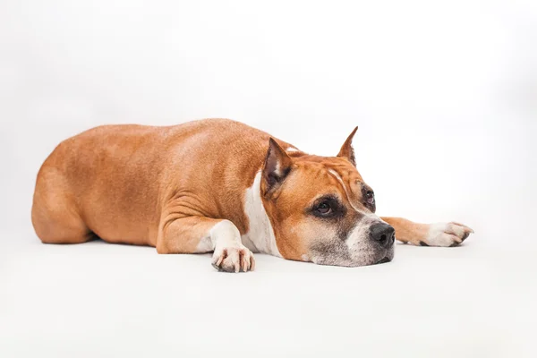 American Staffordshire Terrier perro —  Fotos de Stock