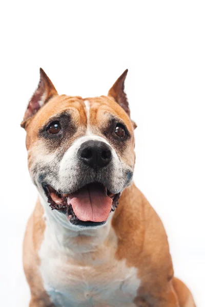 American Staffordshire Terrier cão — Fotografia de Stock