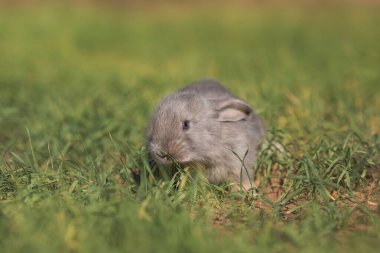 Genç pofuduk tavşan tarlada
