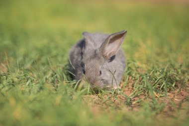 Genç pofuduk tavşan tarlada