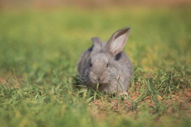 Genç pofuduk tavşan tarlada