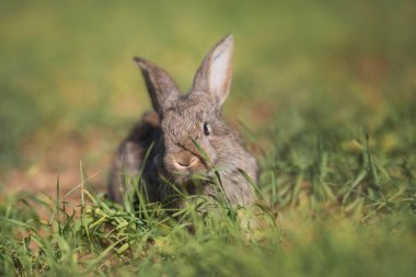 Genç pofuduk tavşan tarlada