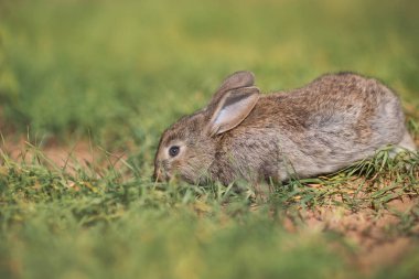 Genç pofuduk tavşan tarlada