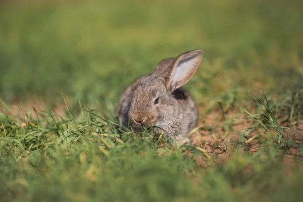 現場の若いふわふわのウサギ — ストック写真